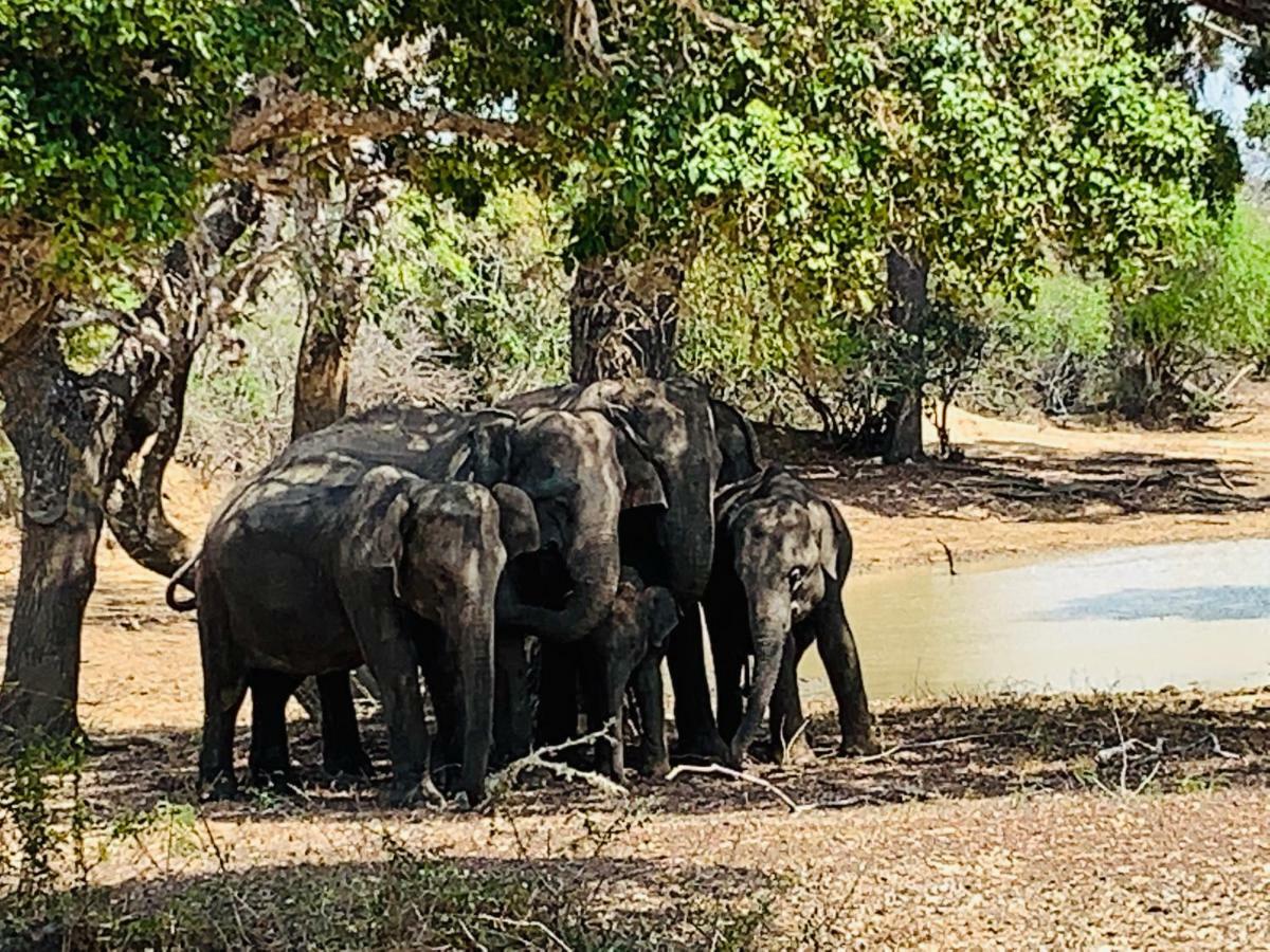 Thihawa Eco Huts Yala Bed & Breakfast Tissamaharama Luaran gambar